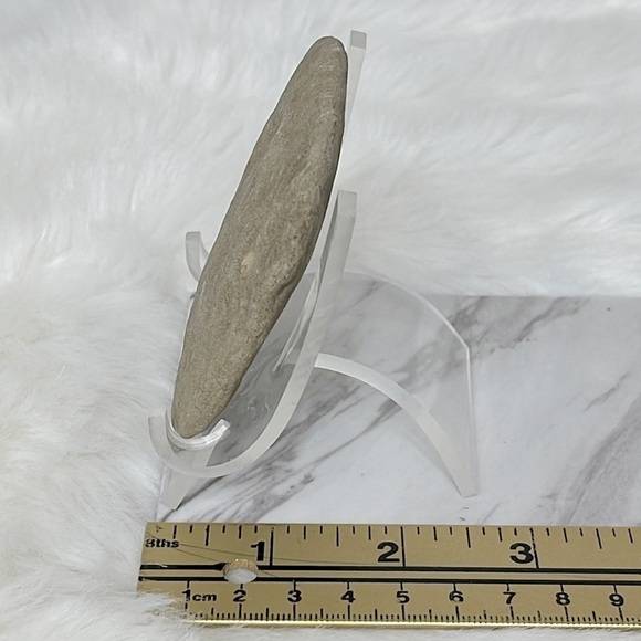 Oregon Fossilized Sea Shells & Coral Fossils | Natural Rock • Educational Lot - Picture 12 of 17